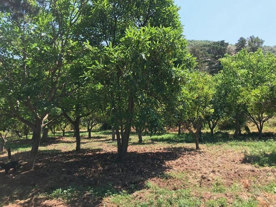 Residenza Crivo Apart otel Parghelia Dış mekan fotoğraf